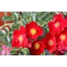 Rožė - Rosa BASSINO