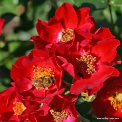 Rosa BASSINO