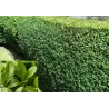 Buxus sempervirens