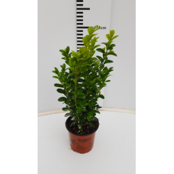 Paprastasis buksmedis - Buxus sempervirens
