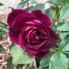 Rožė - Rosa BURGUNDY ICE ®
