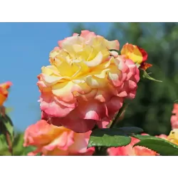 Rosa AQUARELL