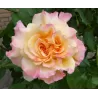 Rosa AQUARELL