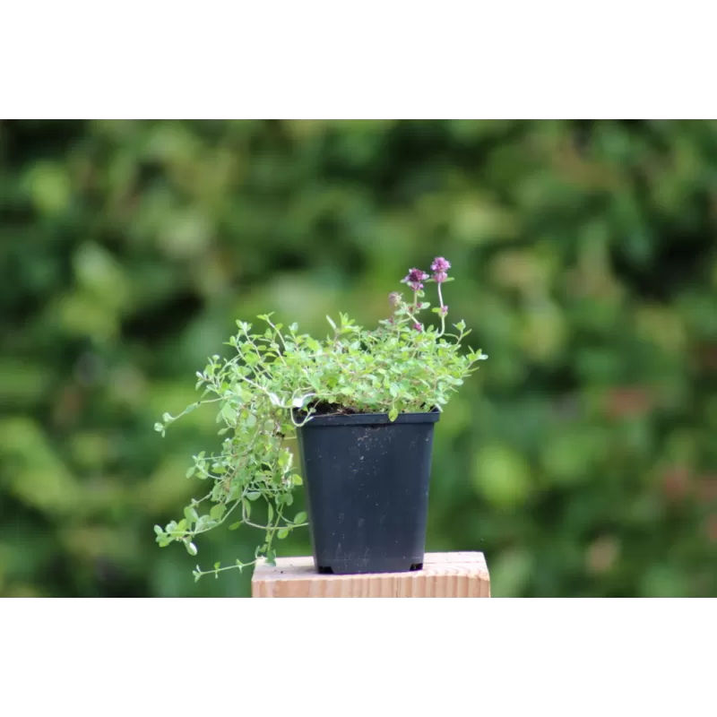 Thymus serpyllum