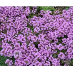 Paprastasis čiobrelis - Thymus serpyllum