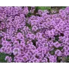 Thymus serpyllum