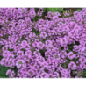 Paprastasis čiobrelis - Thymus serpyllum