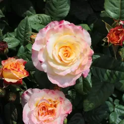 Rosa AQUARELL