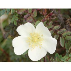 Rožė - Rosa pimpinellifolia (- R.spinosissima) P16C2/C3