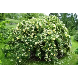 Rožė - Rosa PIMPINELLIFOLIA