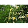 Rožė - Rosa pimpinellifolia (- R.spinosissima) P16C2/C3