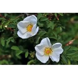 Rožė - Rosa PIMPINELLIFOLIA