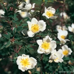 Rožė - rosa pimpinellifolia (- R.spinosissima)