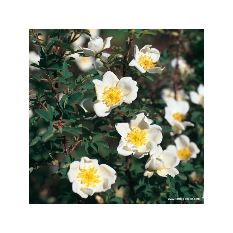 Rožė - Rosa PIMPINELLIFOLIA