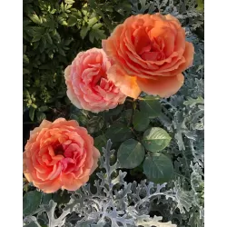 Rosa ASHRAM® / BORA BORA®