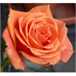 Rožė - Rosa ASHRAM ® / BORA BORA ®