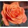 Rožė - Rosa Ashram® / Bora Bora®