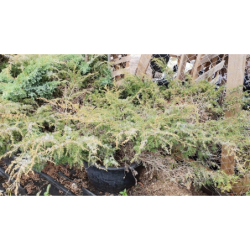 Paprastasis kadagys - Juniperus communis DEPRESSA AUREA