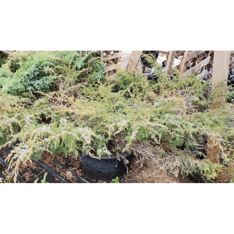 Paprastasis kadagys - Juniperus communis DEPRESSA AUREA