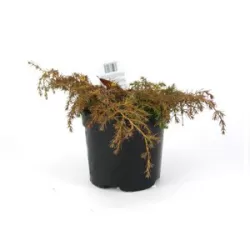 Garden plants/Trees/Flowers/ web-shop