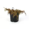 Garden plants/Trees/Flowers/ web-shop