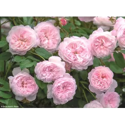 Rožė - Rosa The ALBRIGHTON RAMBLER ®