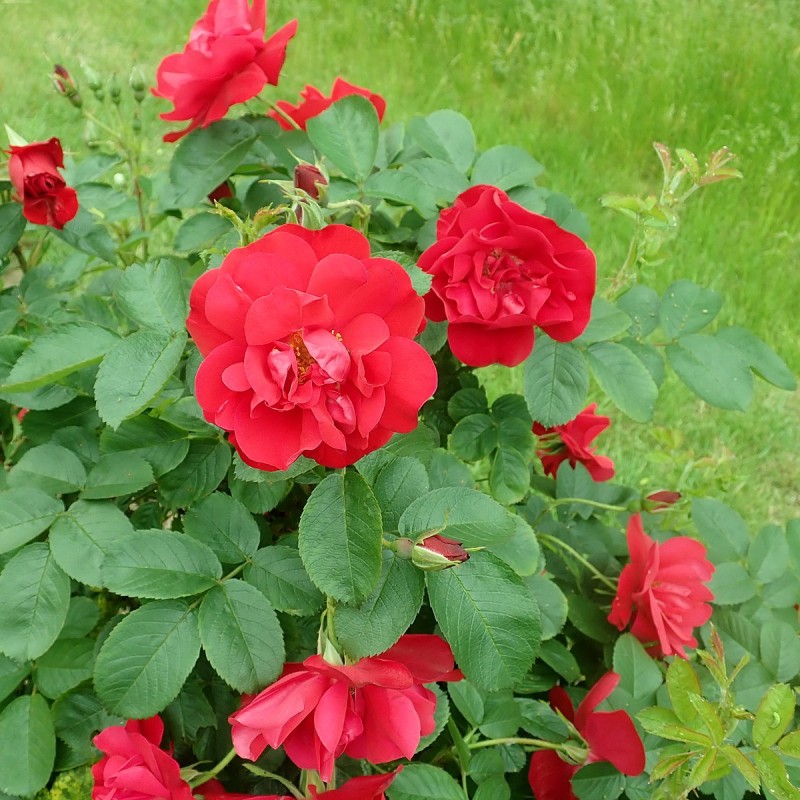 Rožė - Rosa HANSALAND