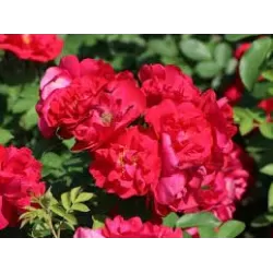 Rožių sodinukai internetu - Hansaland (Korhassi)