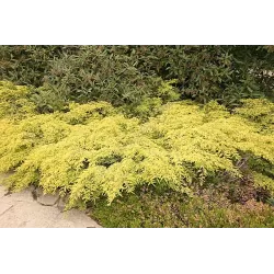 Garden plants/Trees/Flowers/ web-shop