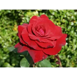 Rožė - Rosa DUFTZAUBER