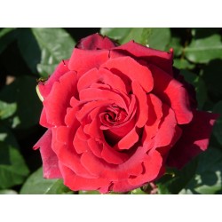 Rožė - Rosa DUFTZAUBER