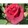 Rožė - Rosa Duftzauber (Korzaun) P19C4 3METAI