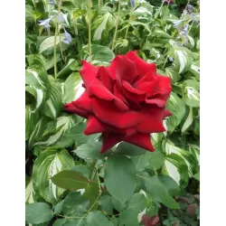 Rožė - Rosa DUFTZAUBER