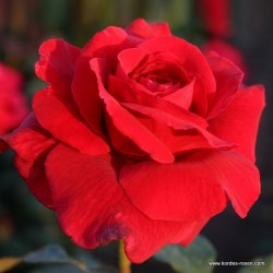 Rožė - Rosa DUFTZAUBER