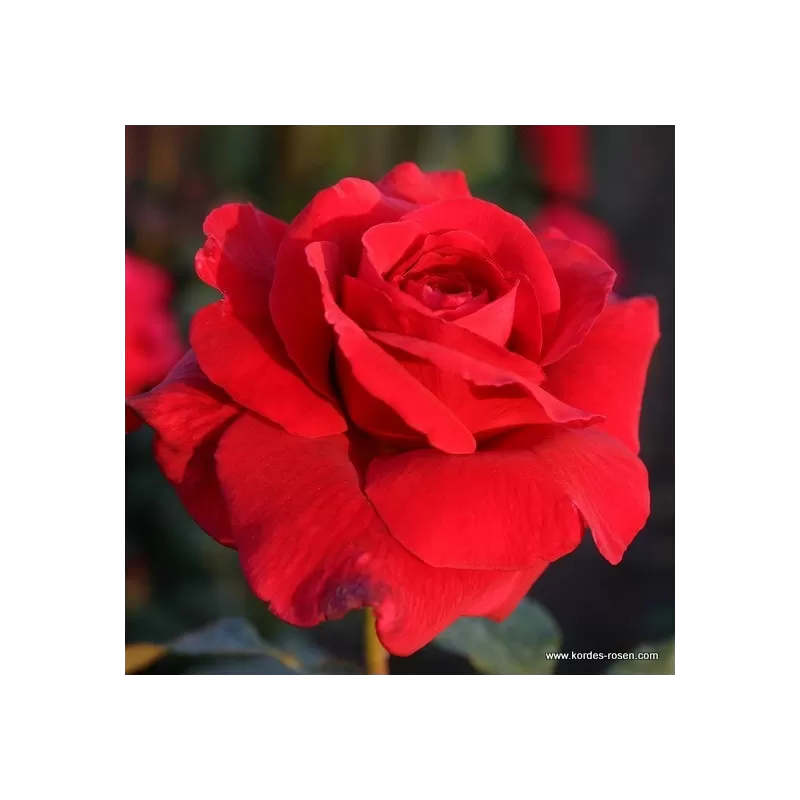 Rožė - Rosa DUFTZAUBER