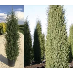 Paprastasis kadagys 'Hibernica' - Juniperus communis 'Hibernica'