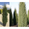 Paprastasis kadagys - Juniperus communis HIBERNICA