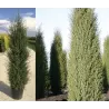 Paprastasis kadagys - Juniperus communis HIBERNICA