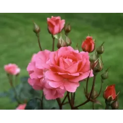 Rožė - Rosa TOM TOM ®