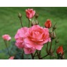 Rožė - Rosa TOM TOM ®
