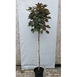 Vitaflora - augalai su pristatymu į namus