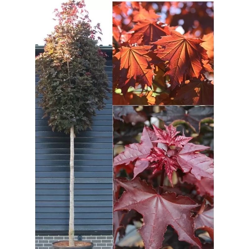 Vitaflora - augalai su pristatymu į namus