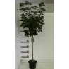 Garden plants/Trees/Flowers/ web-shop