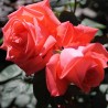 Rožė - Rosa SUPER STAR