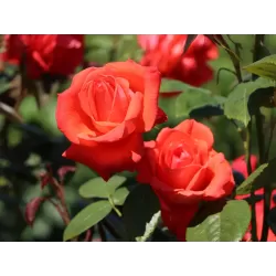 Rožė - Rosa SUPER STAR