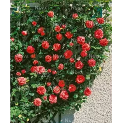 Rožė - Rosa SUPER STAR