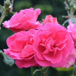 Rožė - Rosa PINK LA SEVILLANA