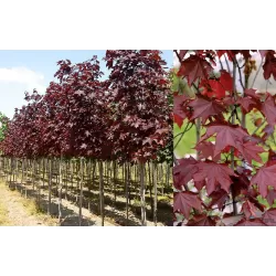 Paprastasis klevas - Acer platanoides ROYAL RED
