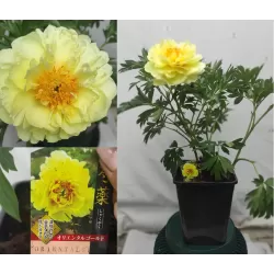 Paeonia ORIENTAL GOLD