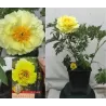 Paeonia ORIENTAL GOLD